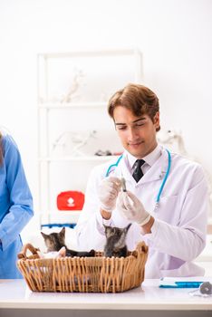 Doctor and assistant in vet clinic checking up kitten