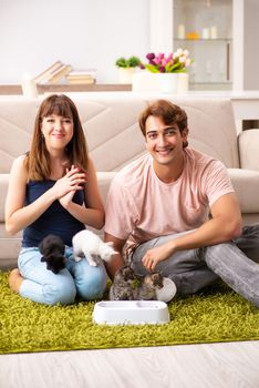 Young family with kitten playing at home