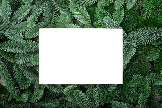 Traditional green christmas tree noble fir and blank greeting card border frame isolated on white background copy space for text