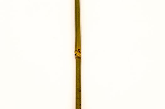 a dry bamboo with a knot on a white background