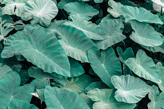 Green tropical leaves background texture