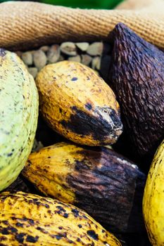 Image of Cocoa pods background