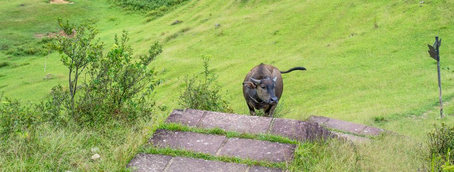 Beautiful Taiwan water buffalo walking on a stone stair steps in grassland, prairie in Taoyuan Valley, Caoling Mountain Trail over Mt. Wankengtou.