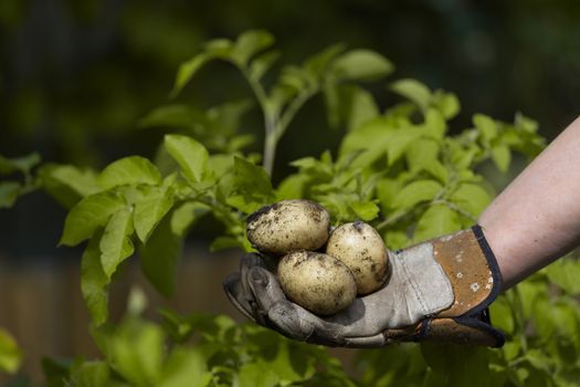 Copy space above a garden gloved hand holding 3 freshly picked white potatoes. Yellow leaves of potato plant as background.