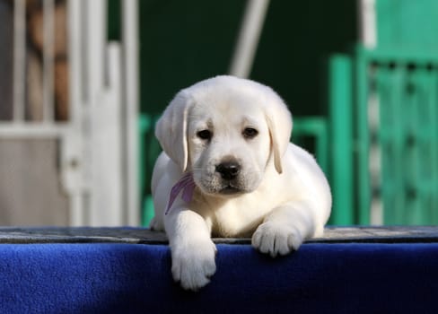 little labrador puppy on a blue background