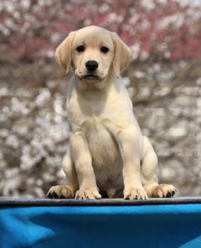 the little labrador puppy on a blue background