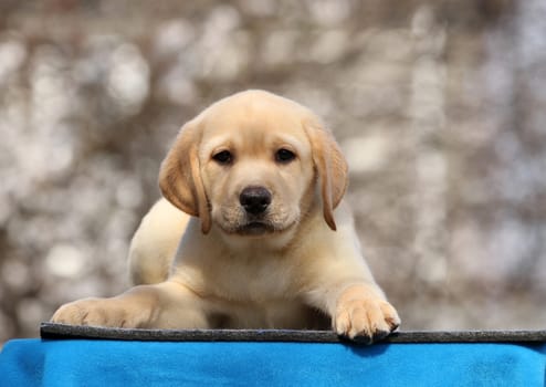 a sweet little labrador puppy on a blue background