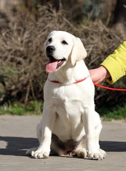 yellow labrador playing in the park