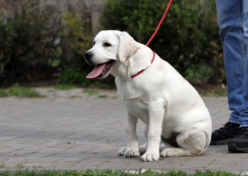 sweet yellow labrador playing in the park