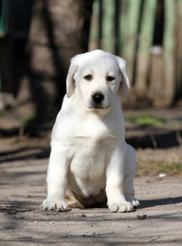 the yellow labrador playing in the park