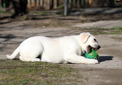 a yellow labrador playing in the park