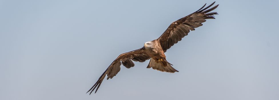 Black Kite in flight and depolyed wings under a blue sky