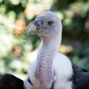 Close-up of the head and neck of a Rüppell's vulture