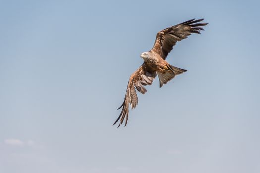 Black Kite in flight and depolyed wings under a blue sky