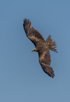 Black Kite in flight and depolyed wings under a blue sky