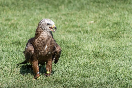 Black Kite on the ground and wings closed on a background of green grass