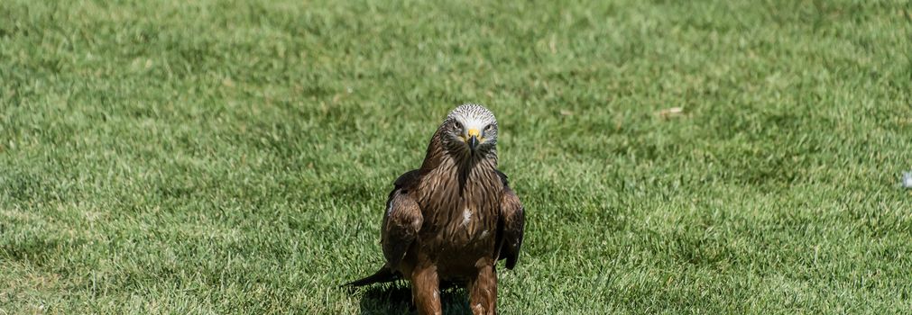 Black Kite on the ground and wings closed on a background of green grass