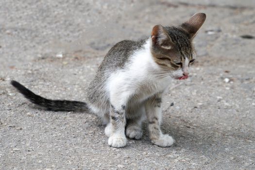 homeless black and white kitten sitting on the street.