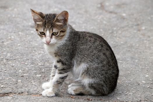 homeless black and white kitten sitting on the street.