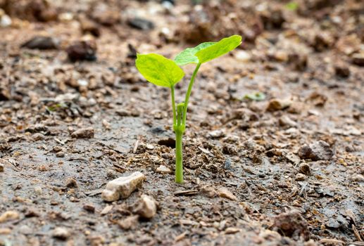 Small trees growing on the ground Of environmental concept