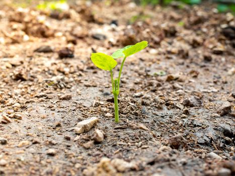 Small trees growing on the ground Of environmental concept.