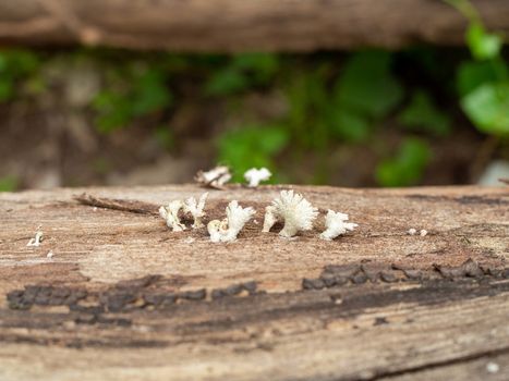 Mushrooms growing on dry wood  Of environmental concept.