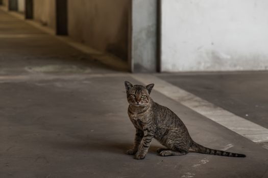 The cat is sitting in abandoned building. Street cat. Selective focus.