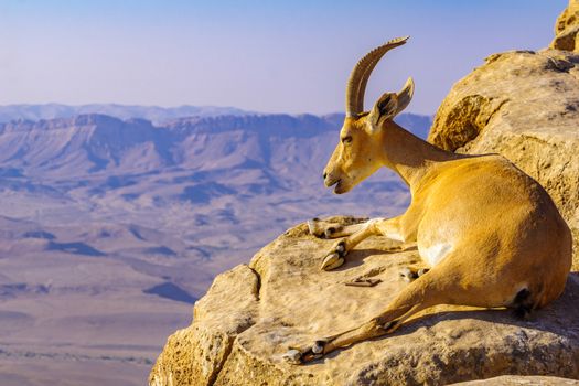 View of a Nubian Ibex on the cliffs of Makhtesh (crater) Ramon, the Negev Desert, Southern Israel