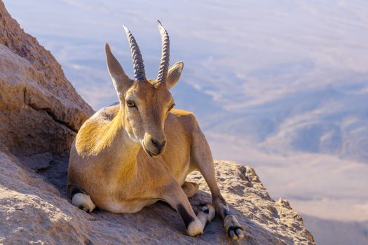 View of a Nubian Ibex on the cliffs of Makhtesh (crater) Ramon, the Negev Desert, Southern Israel