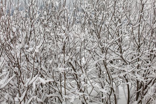 Thin dense tree branches covered with snow on overcast day.