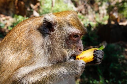 Detail on head of long-tailed macaque monkey (Macaca fascicularis) eating a banana from tourist. Khao Sok, Thailand