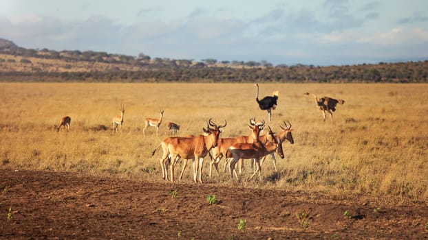 Small herd of Hartebeest (Alcelaphus buselaphus) with two ostriches in background. Amboseli National Park, Kenya