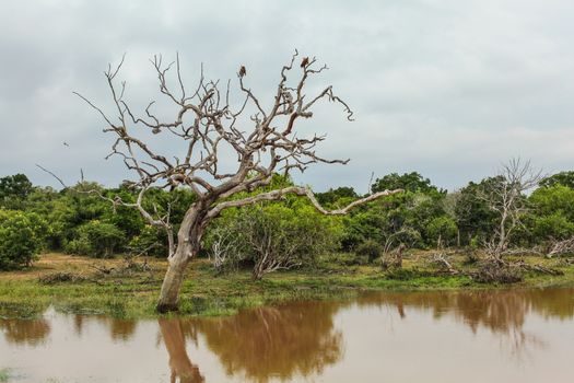 Two birds sitting on a dead tree in brown muddy lake. Yala National Park, Sri Lanka