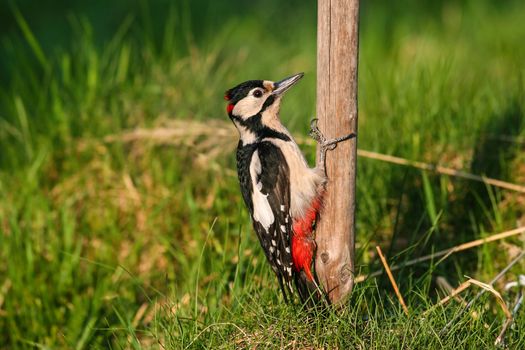 Great spotted woodpecker (Dendrocopos major) at wooden pole close to grass ground.