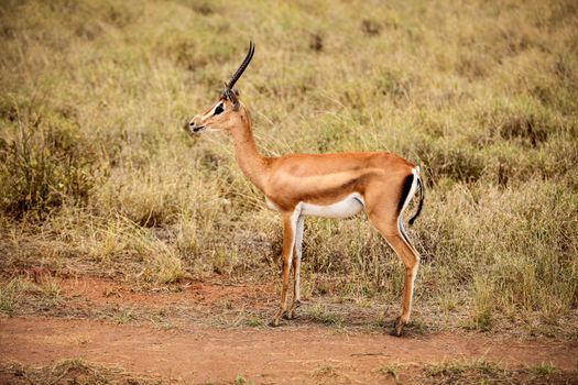 Grant's gazelle (Nanger granti) side view. Tsavo East National Park, Kenya