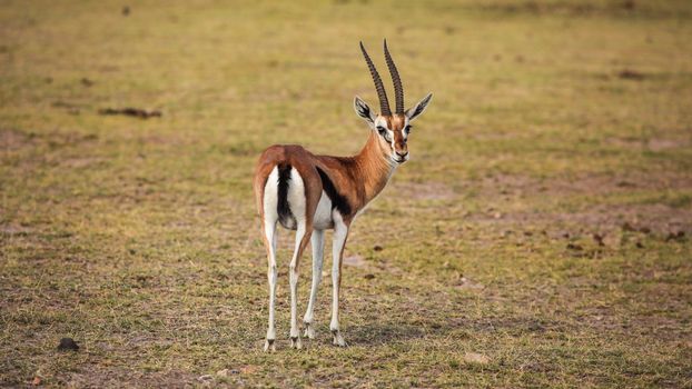 Thomson's gazelle (Eudorcas thomsonii) looking back. Tsavo East National Park, Kenya