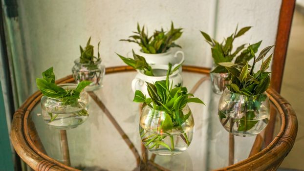 Fresh tea leaves in vases with water on a glass table displayed at tea factory. Kandy, Sri Lanka