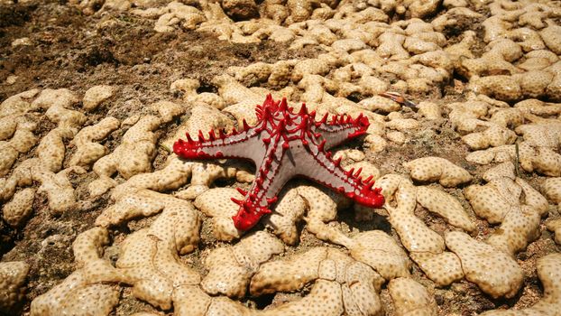 African Red-knobbed Starfish (Protoreaster linckii) on wet yellow corals during low tide. Malindi, Kenya