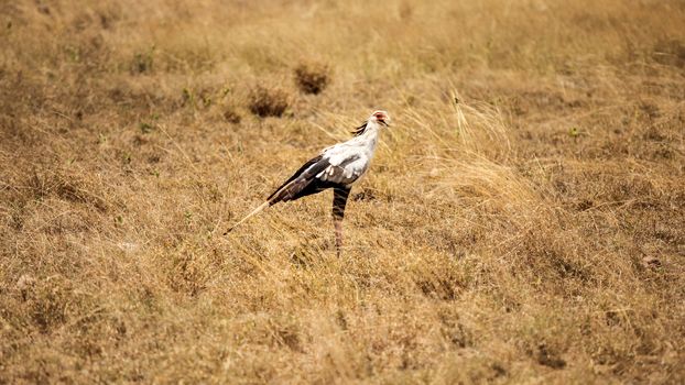 Secretary bird (Sagittarius serpentarius) in yellow bush. Amboselli national park, Kenya