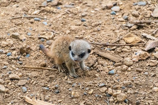 A single baby meerkat pup investigating the area