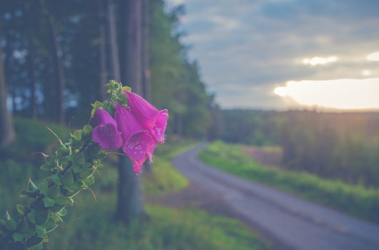 Rural Road At Sunset With Foxgloves In The Foreground