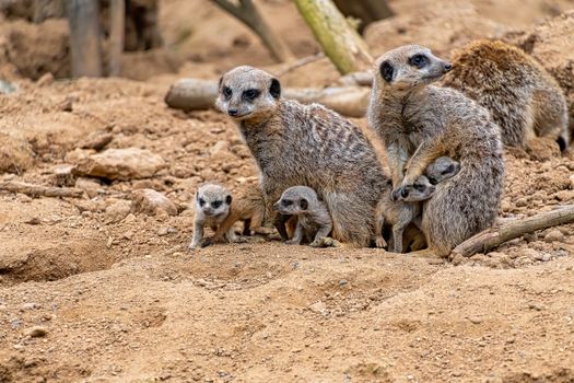 A pair of Meerkats with their baby pups