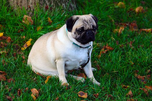 The pug sits in green grass with yellow leaves. Fall