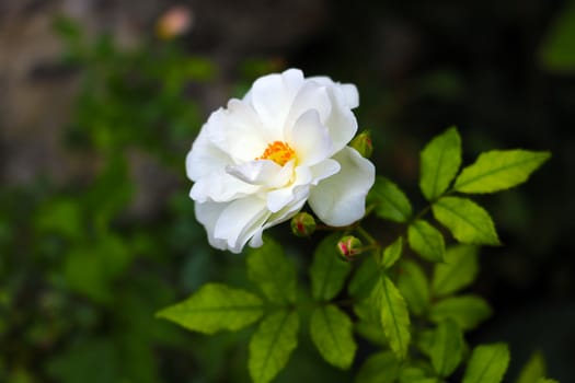 White rose flower in the garden close-up