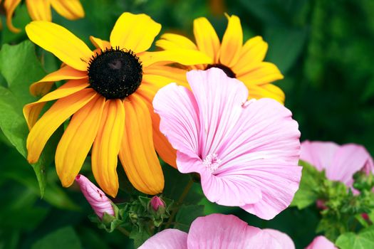 Summer gardening. Closeup of nice red and yellow flowers against green background