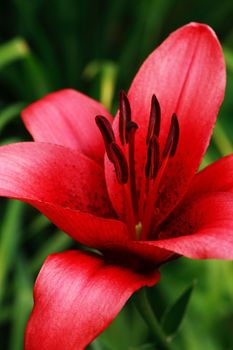Summer gardening. Closeup of nice red lily against green grass background