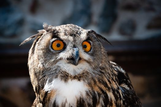 Close-up of the head of a Great horned owl