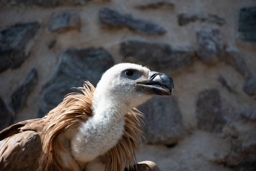 Close-up of the head and neck of a Griffon Vulture