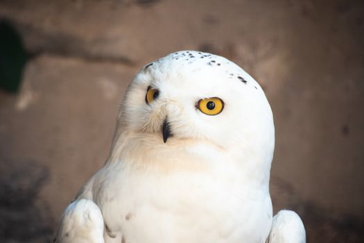 Close-up on the head of a Snowy Owl