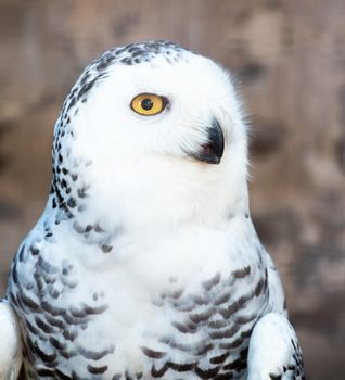 Close-up on the head of a Snowy Owl